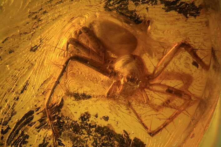 Fossil Spider (Aranea) In Baltic Amber #39102
